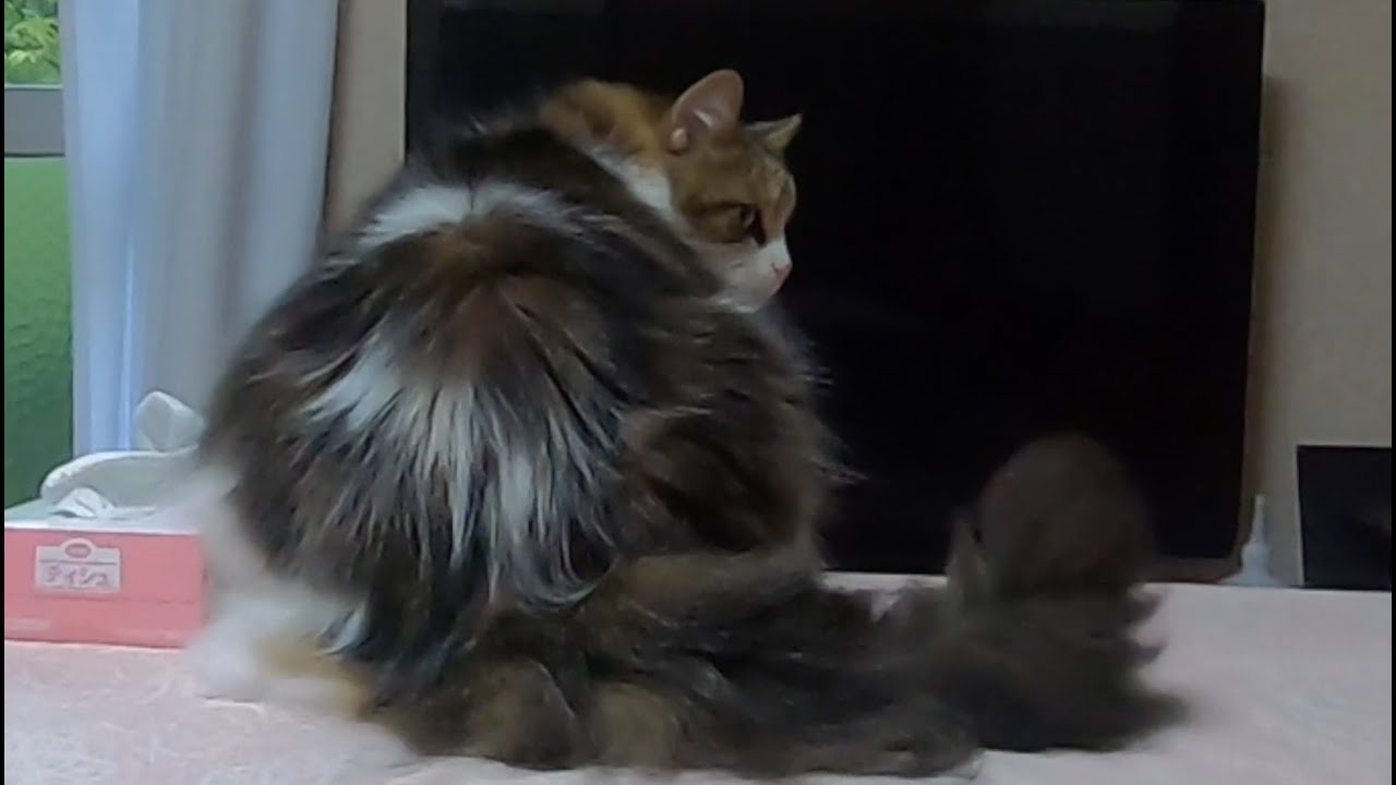 邪魔をしまくる猫〜楽しそうで怒れない/Cat that keeps getting in the way looks like it's having fun so I can't get angry