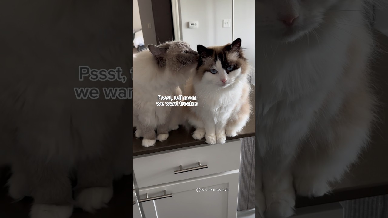 Apparently Eevee is his spokesperson 😂