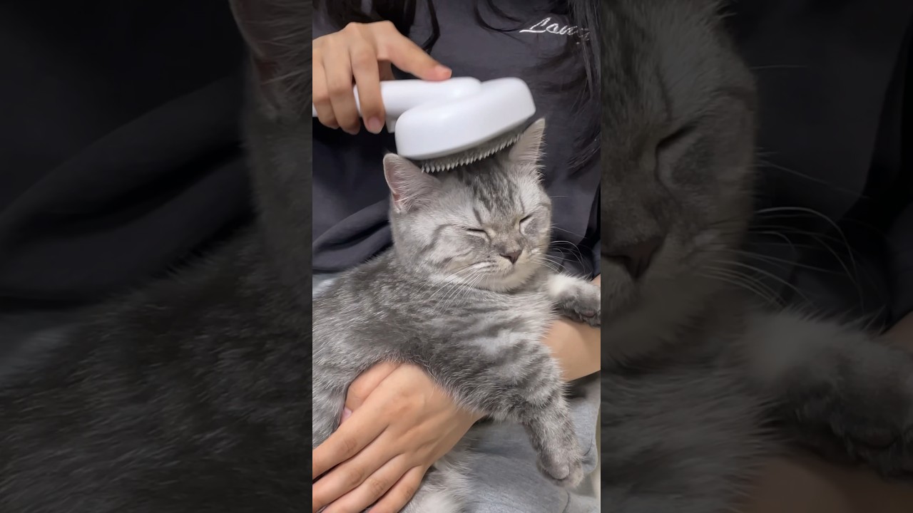 ブラッシングで昇天する猫🐈#shorts #猫 #マンチカン #kitty #cat #kitten #kittycat #catlover #munchkincat #cute