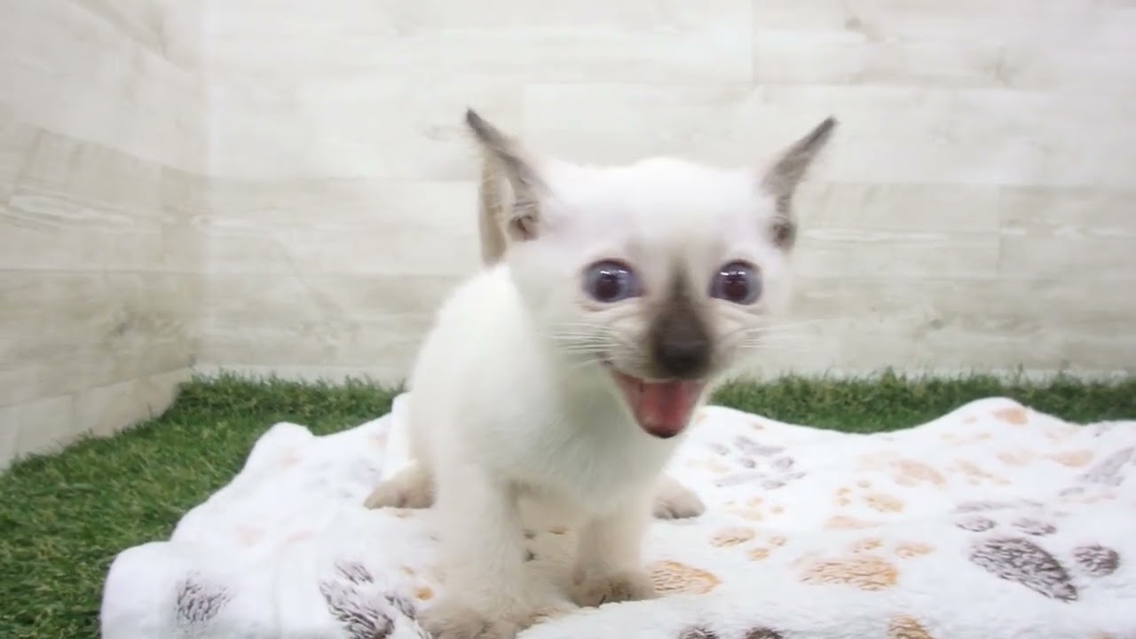 Coo&RIKU　No00637039 トンキニーズ