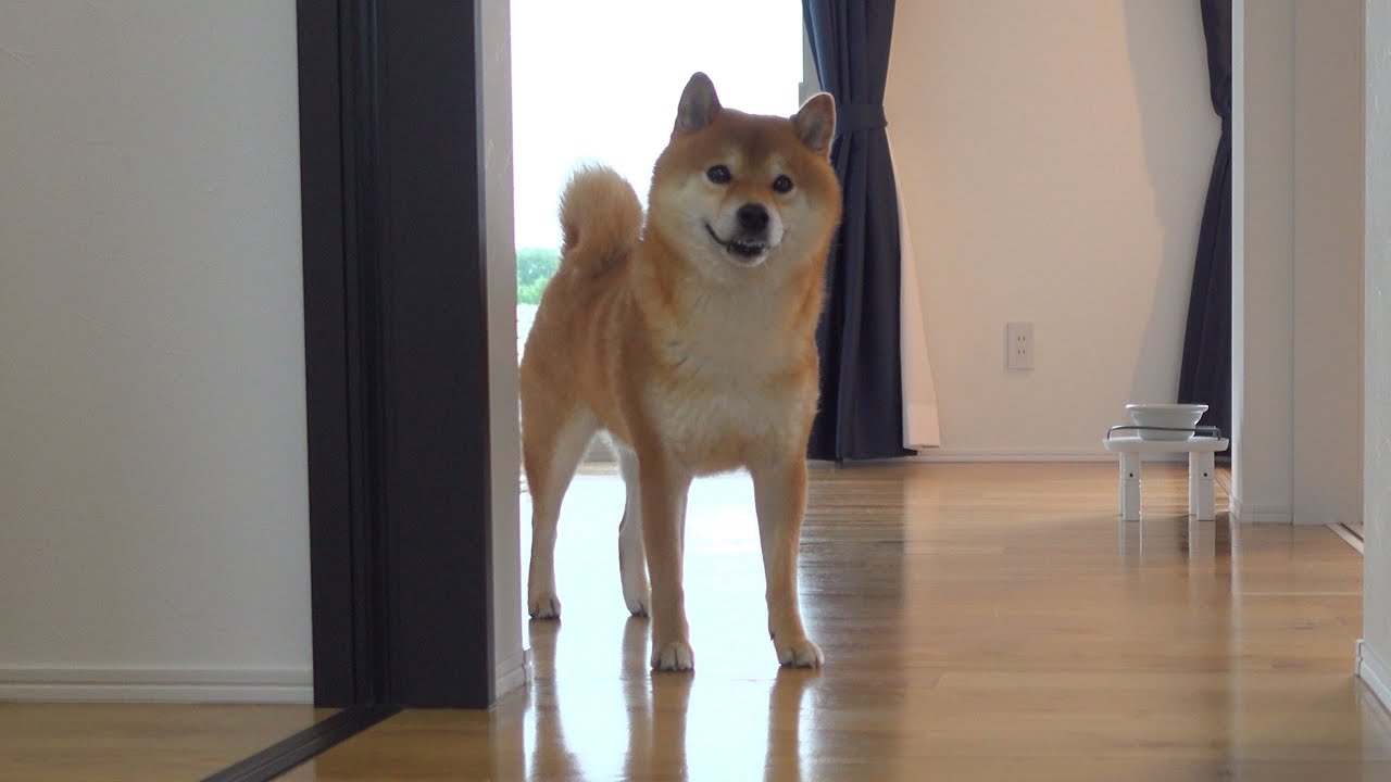 子猫が入ってはいけない場所へ！その時柴犬の親分を呼ぶと・・・。