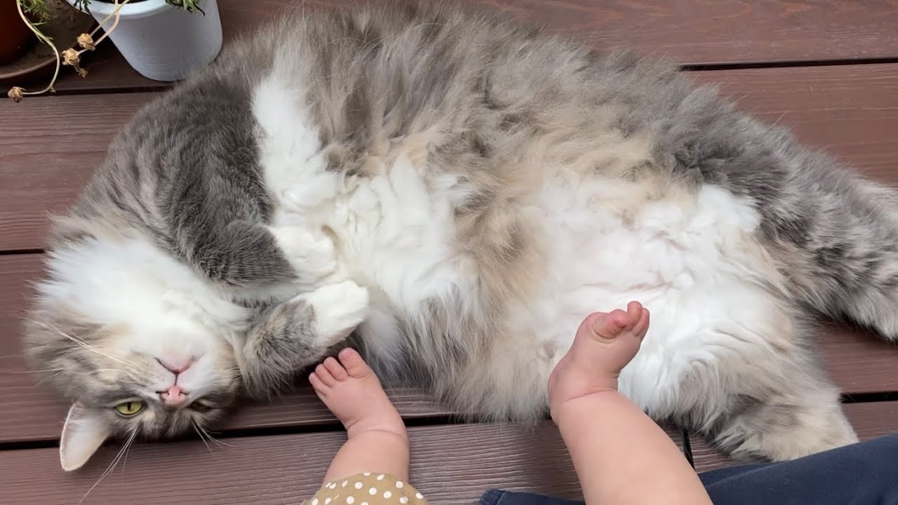 赤ちゃんに足モフされる猫　ノルウェージャンフォレストキャットThe cat is being touched by the baby. Norwegian Forest Cat.