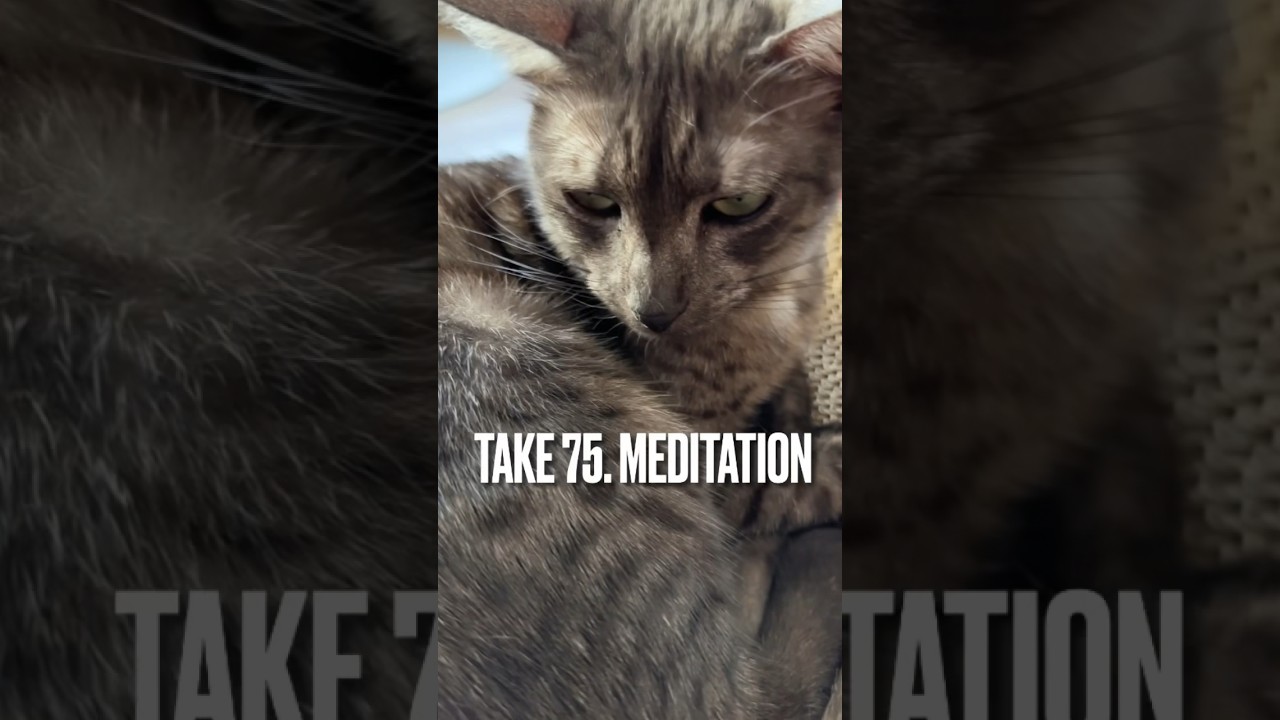 #瞑想する #猫 にゃ😸#meditation #エジプシャンマウ #ilovemycat #shorts