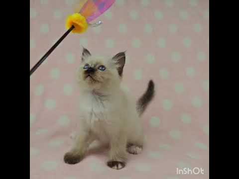 バーマン 【シールポイント】パパ♡CFAチャンピオン