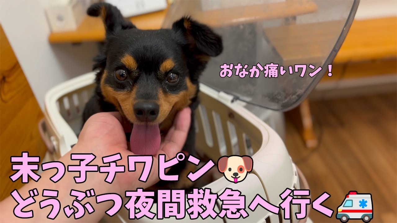 胆泥症？お腹が超痛くて身動き取れない 末っ子チワピン大ピンチ！