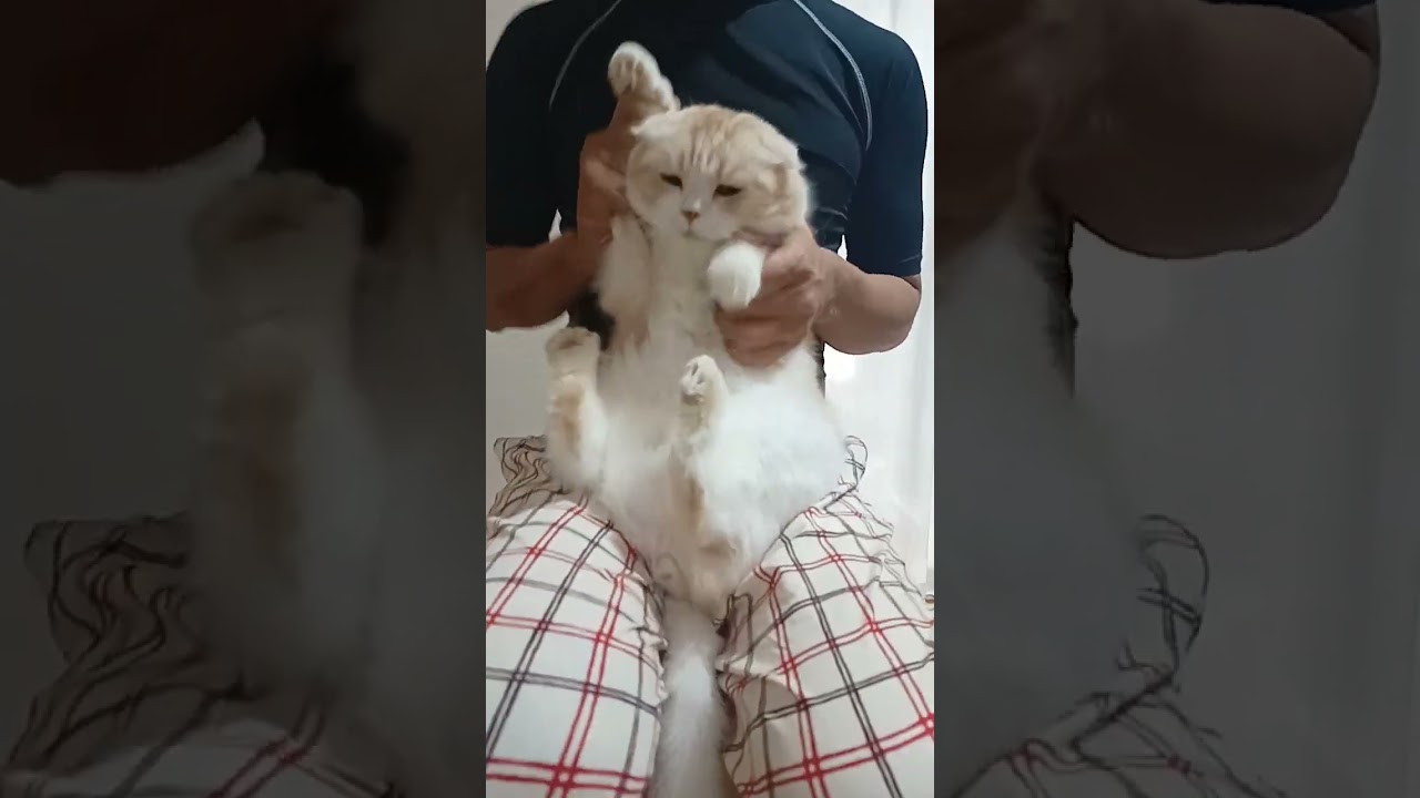 ソーラン節を踊ってみたい！#スコティッシュフォールド #踊ってみた