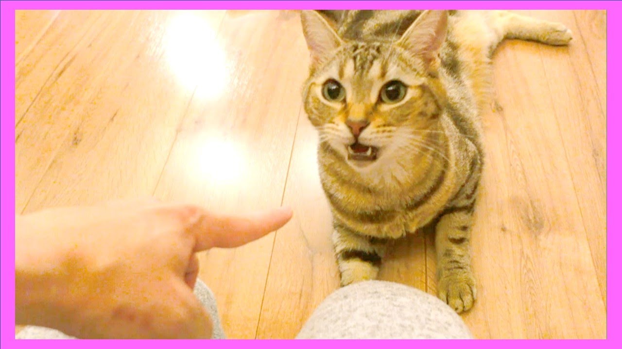 変顔で仕事帰りの私を出迎えてくれた猫がこちらです/I was happy to see cats greet me after work.But...
