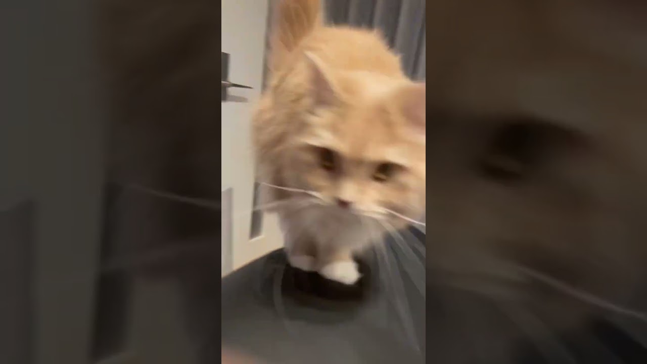 鼻息が荒すぎるラガマフィン　#ラガマフィン #猫のいる暮らし #猫動画