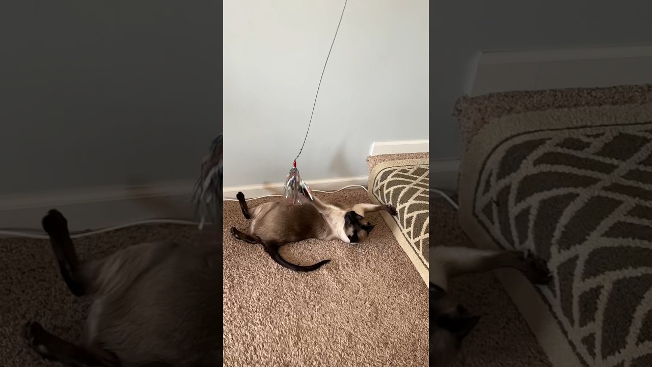 Sebastian Is Just Showin’ Off 😂 #shorts #catshorts #catvideos #siamesecats #catsplaying #catlife