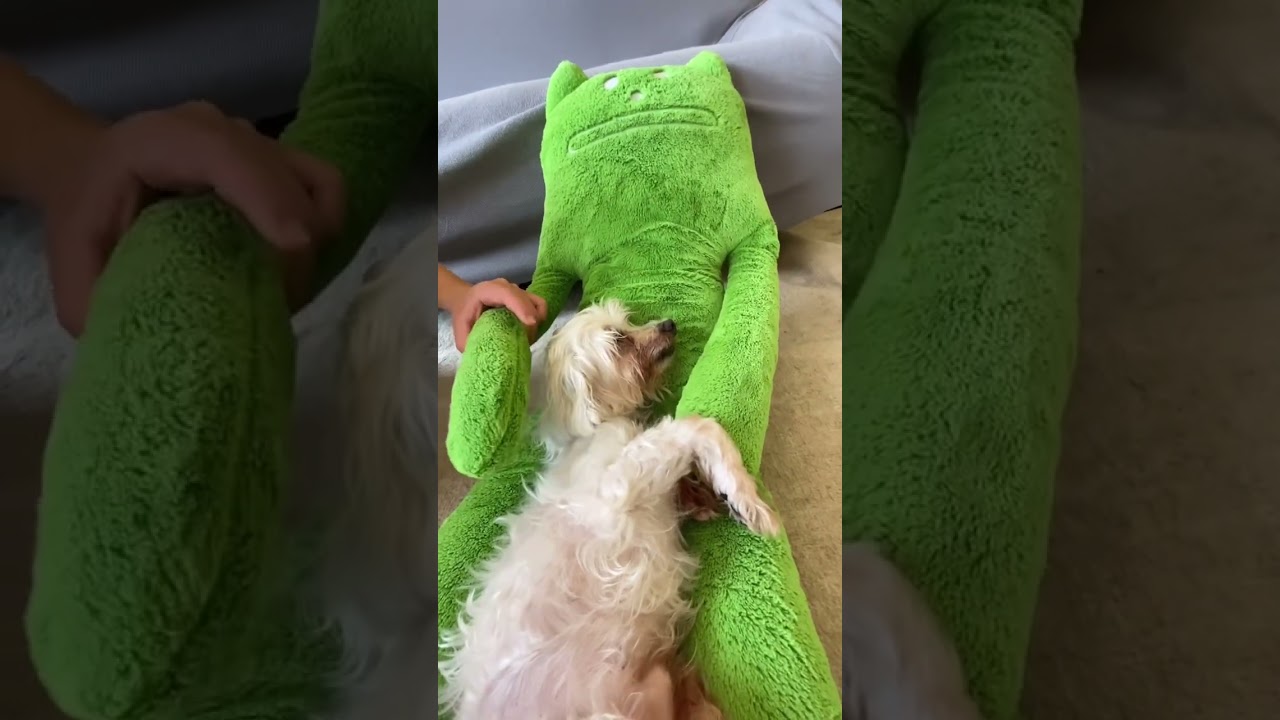 コラット先生によるシニア犬マルチーズの寝かしつけシリーズ