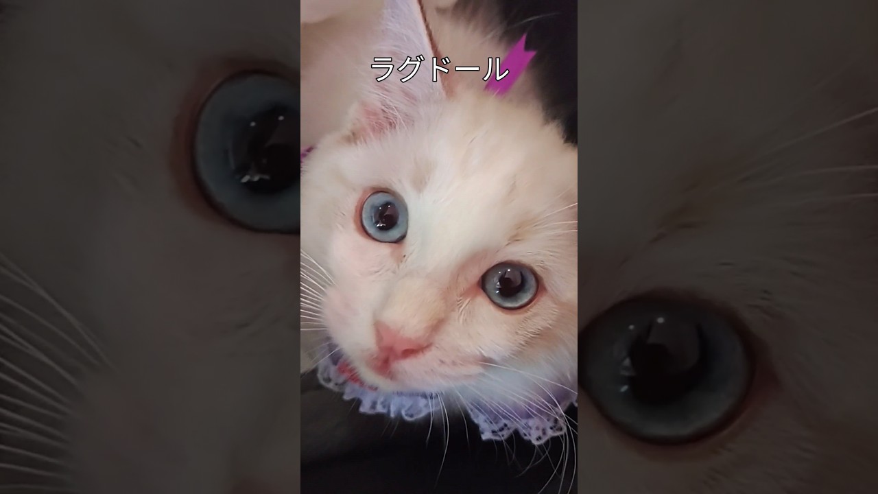 #シャンプーしたね#ラグドール#シールリンクスポイントバイカラー