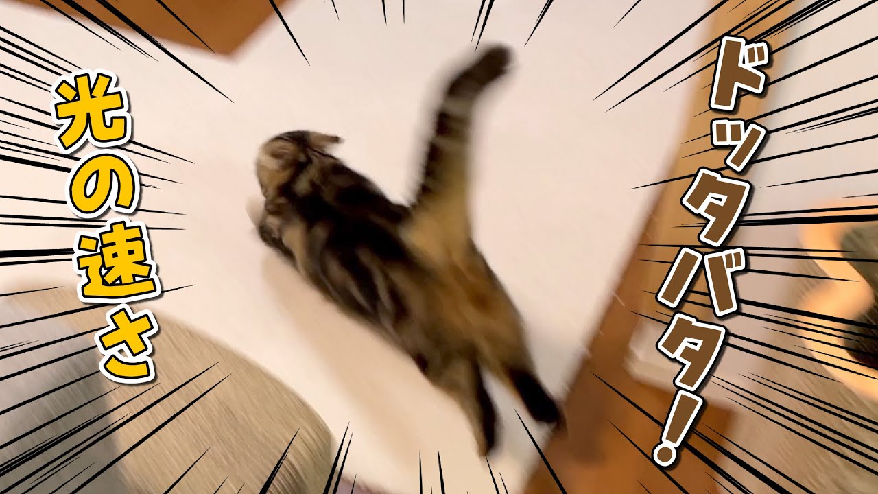スイッチが入ってとんでもない速さで暴れまわる猫が面白すぎる！笑