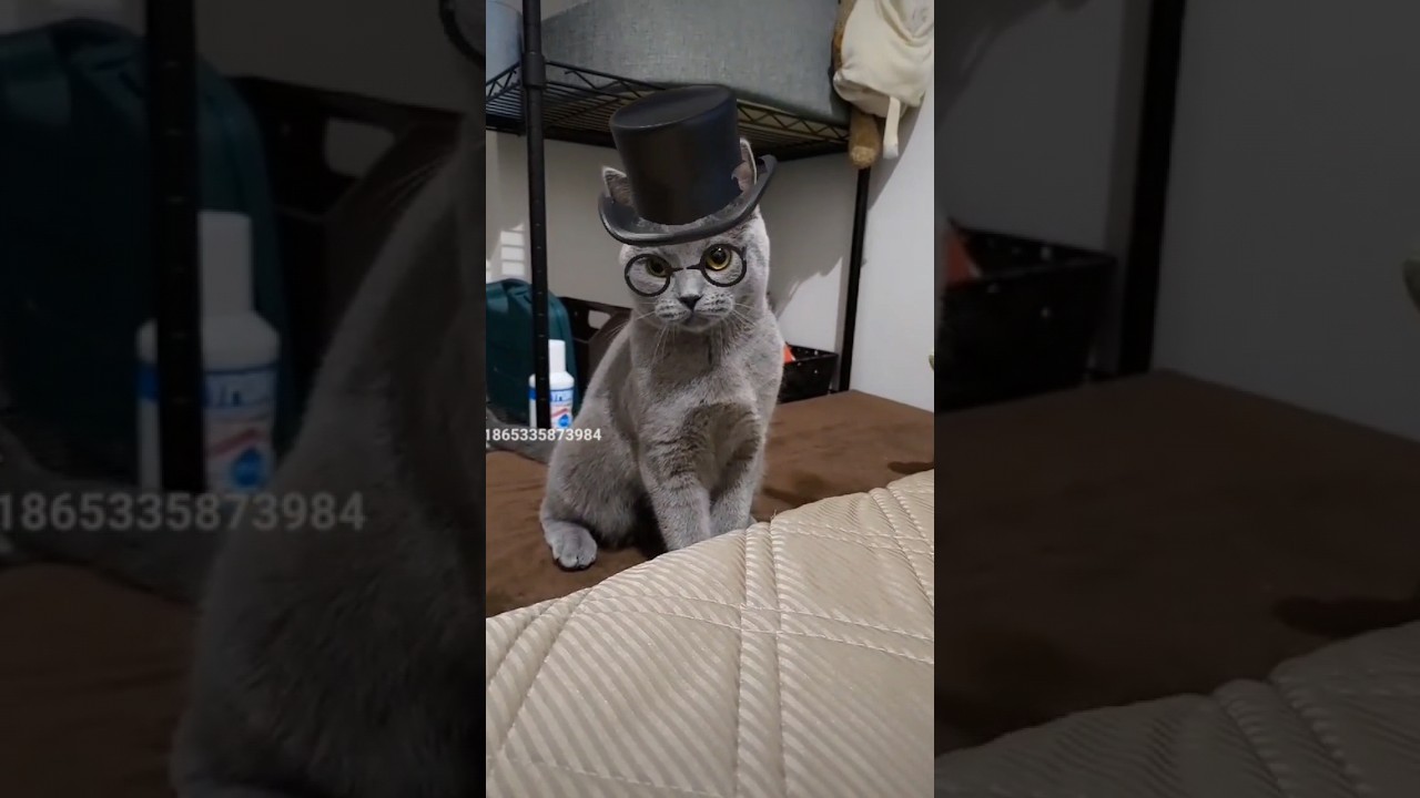 知的な雰囲気の猫のシャルトリュー（Chartreux, a cat with an intellectual atmosphere）