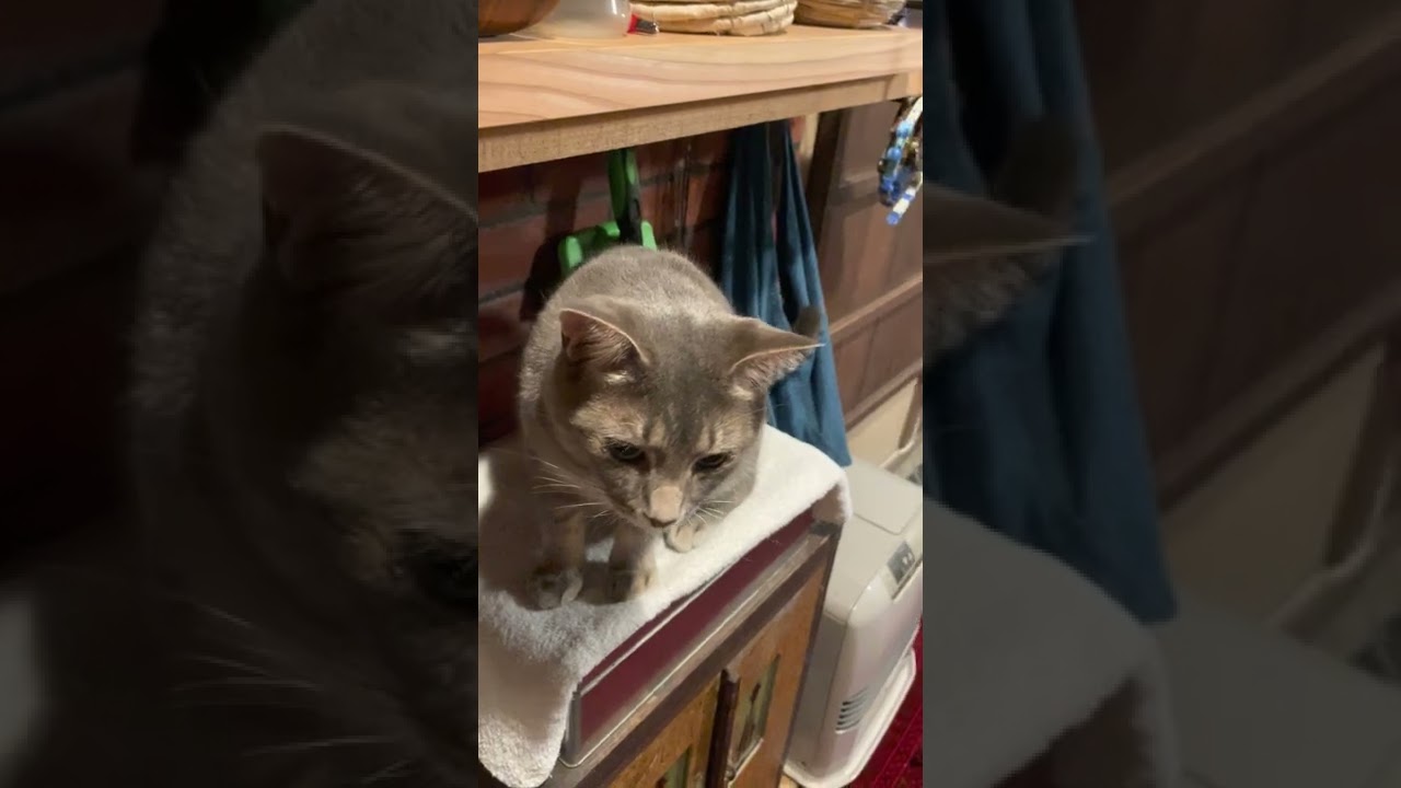 #風の猫　晩ごはんの後..　しばらくするとまた食べたい台に乗って..　追加を注文する猫…　#shorts
