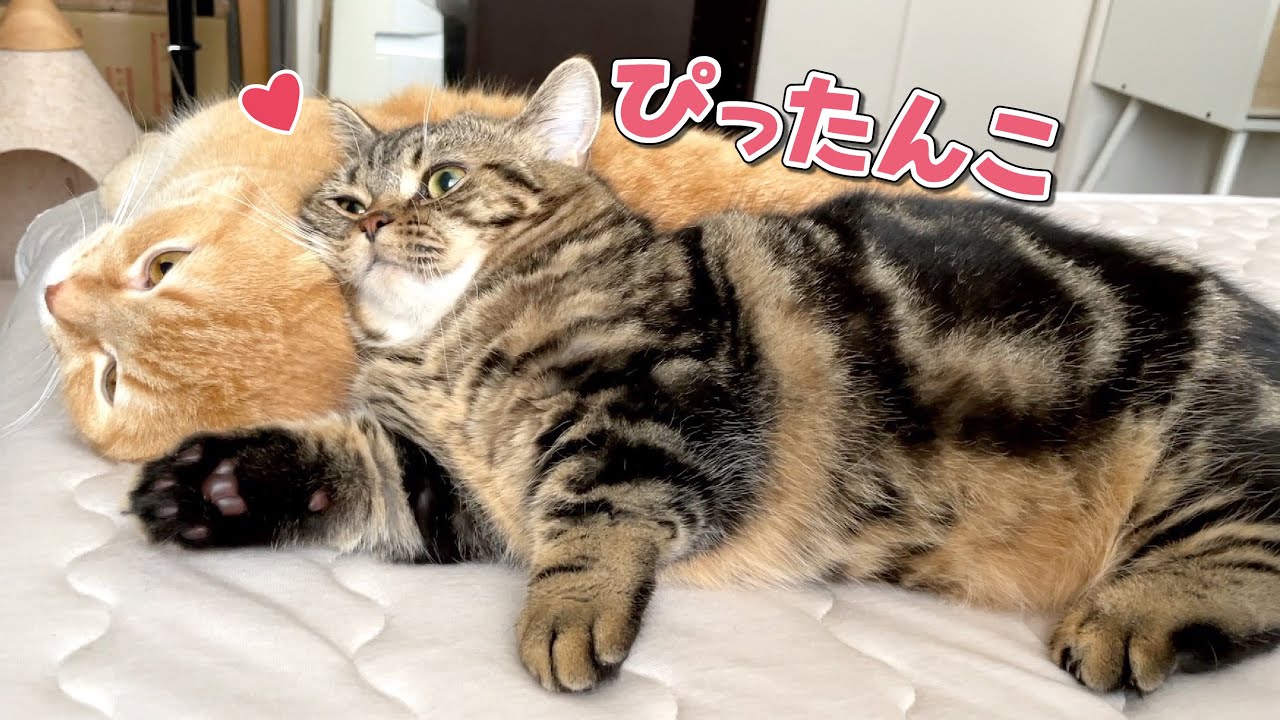 兄猫のふわふわ枕に遠慮なく飛び込む弟猫が可愛すぎる！