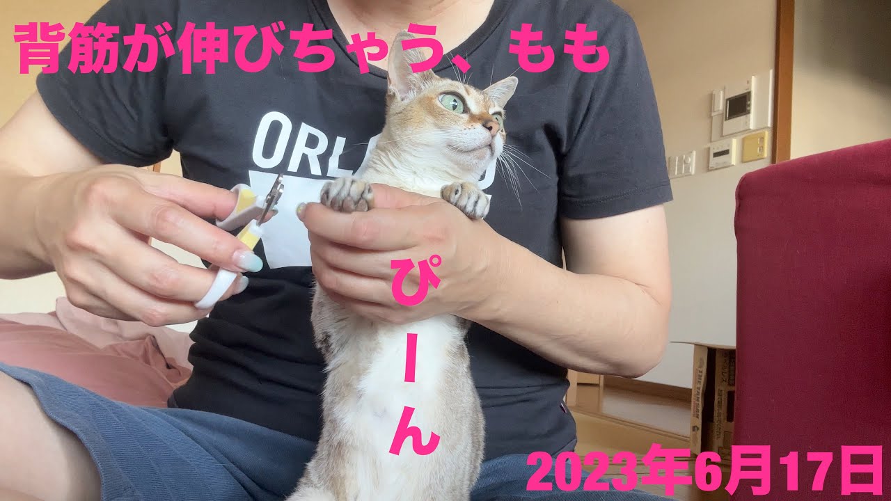 月一の爪切りは凶器との戦い‼️シンガプーラ「もも」：2023.06.17  #爪切り #シンガプーラ #猫