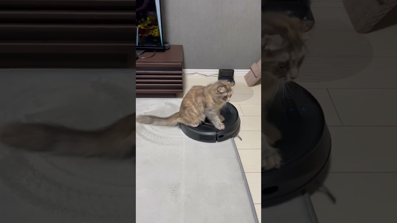 愛車(ロボット掃除機)を手に入れた子猫　#猫 #ねこ #ねこのいる生活  #キンカロー #cat #cats #アメリカンカール #キンカロー #多頭飼い #ロボット掃除機 #癒し動画  #子猫
