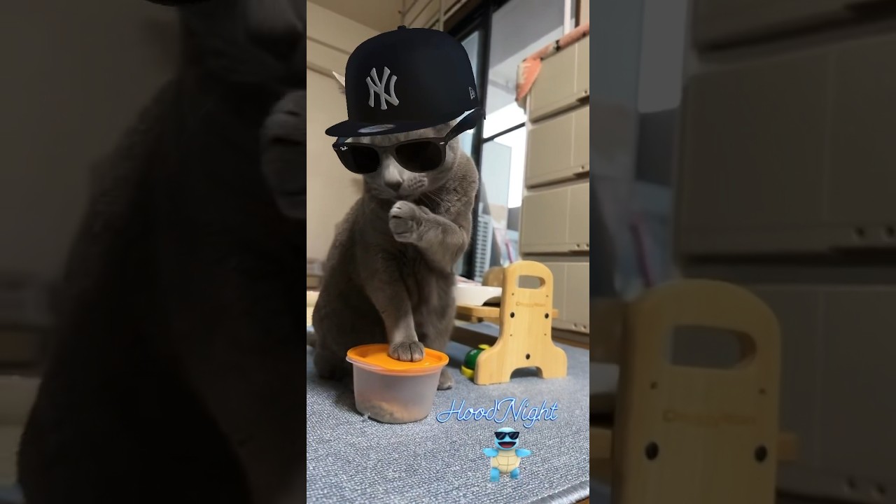 【ロシアンブルー】めろん、このエフェクト第4弾です🙏😂これで終わりかな?たぶん🙄【猫】#shorts