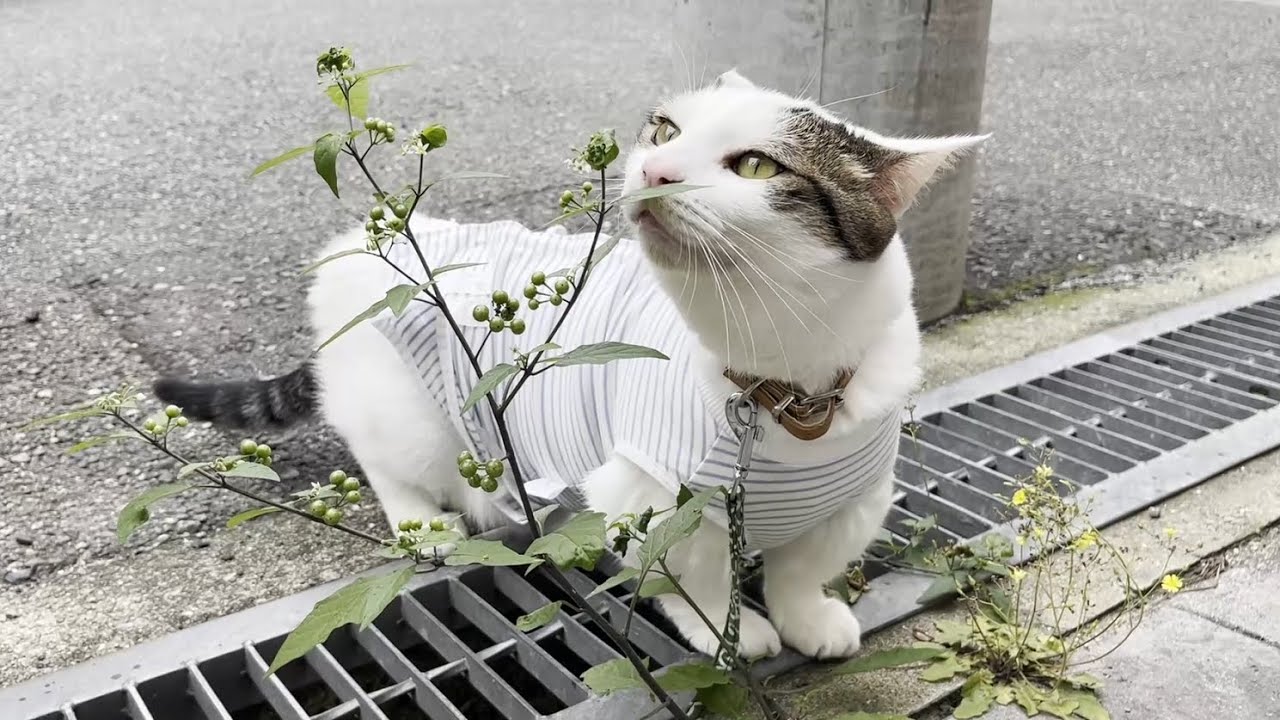 完全装備でお花を愛でる猫