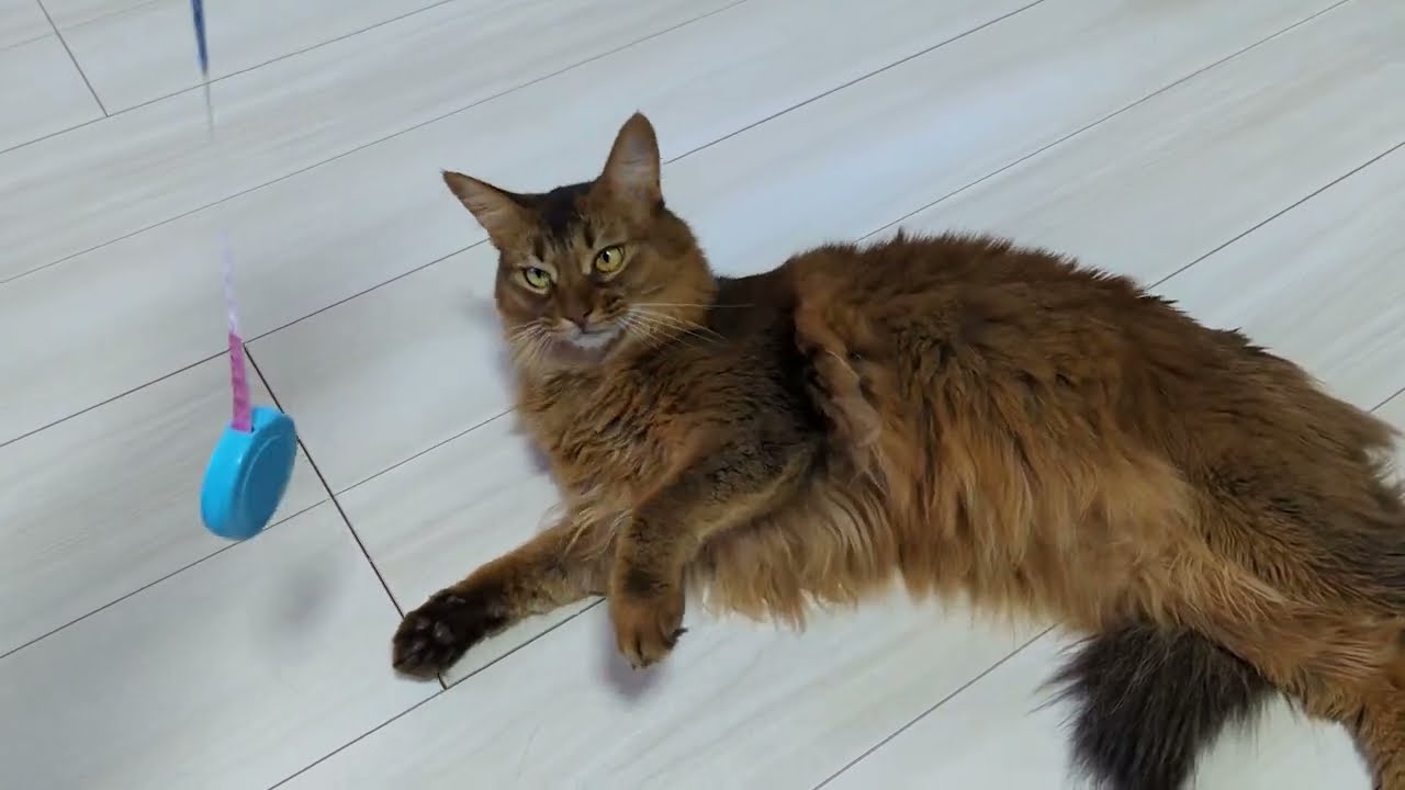 【517日目】横着猫 #ソマリ #cat