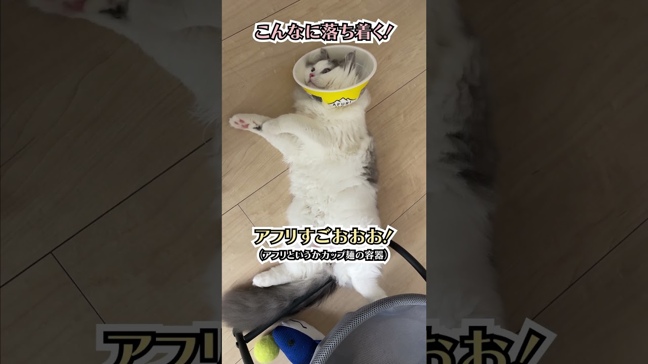 カップ麺のエリザベスカラーが最強 #ragamuffin #cat #afuri #猫 #ラガマフィン #アフリ #カップラーメン #エリザベスカラー #shorts