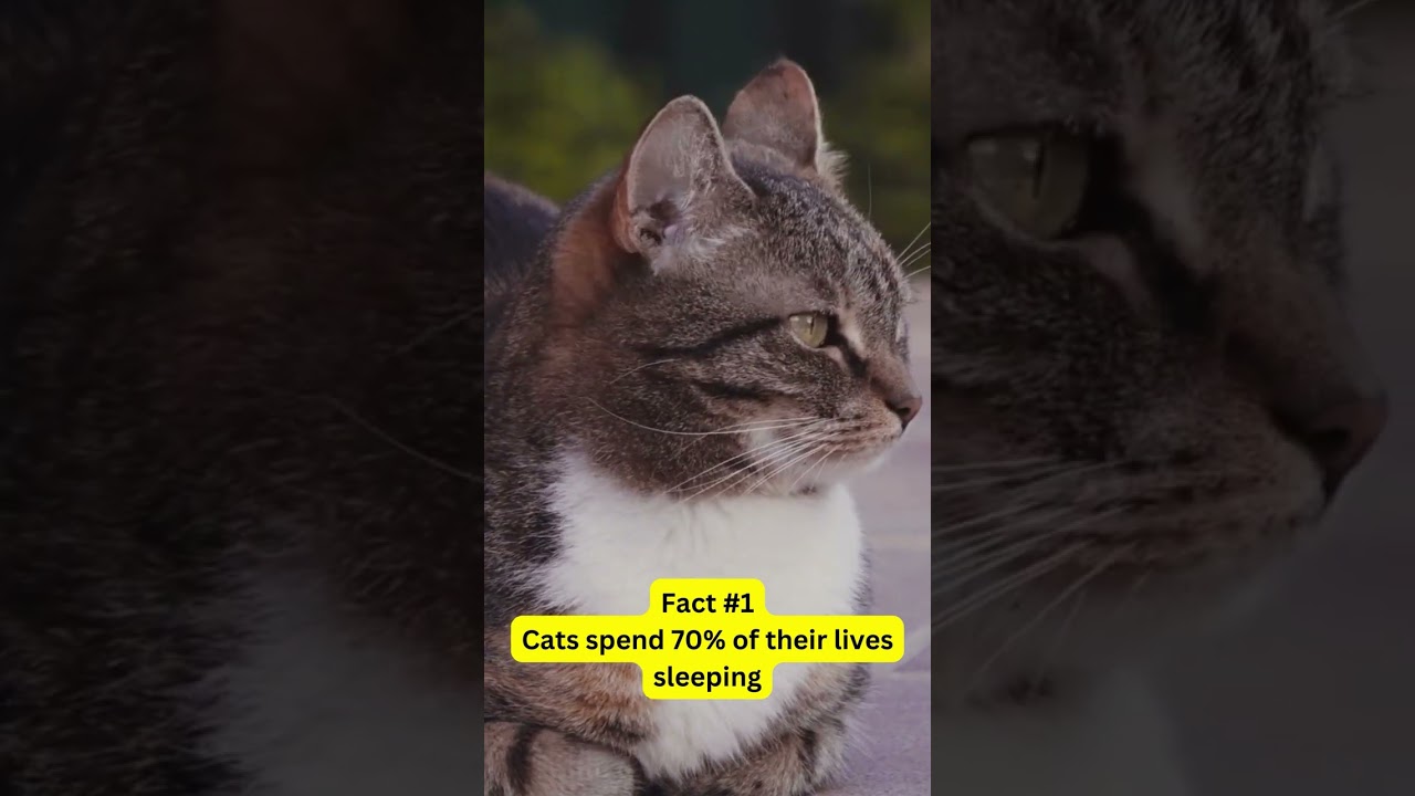 3 Fun Facts About Cats #shorts #catshorts