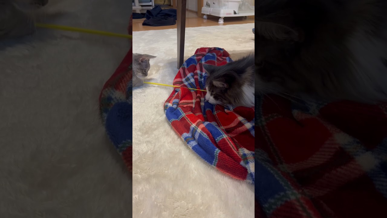 へちまを見守るオルカ　#ねこのいる生活 #ねこ動画 #ねこ好き #ノルウェージャンフォレストキャット #スクーカム #短足猫 #こねこ ＃見守り猫