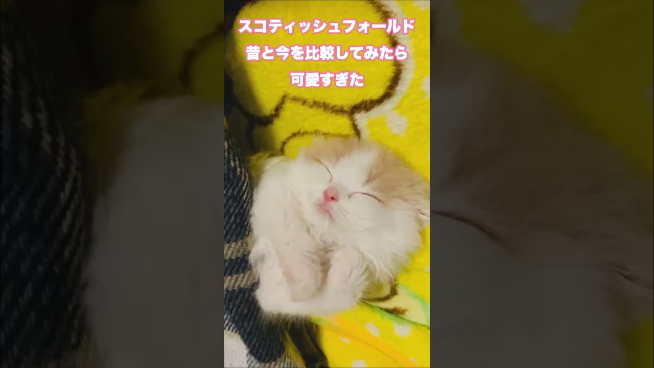 スコティッシュフォールド、子猫と今を比較してみた！#shorts #cat