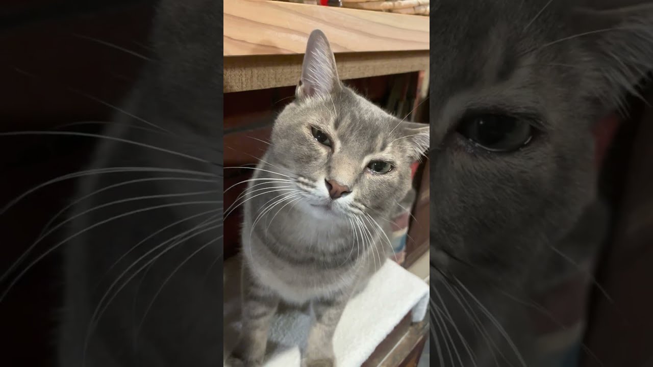 #風の猫　お腹が空いて食べたい台に乗る猫…　#shorts