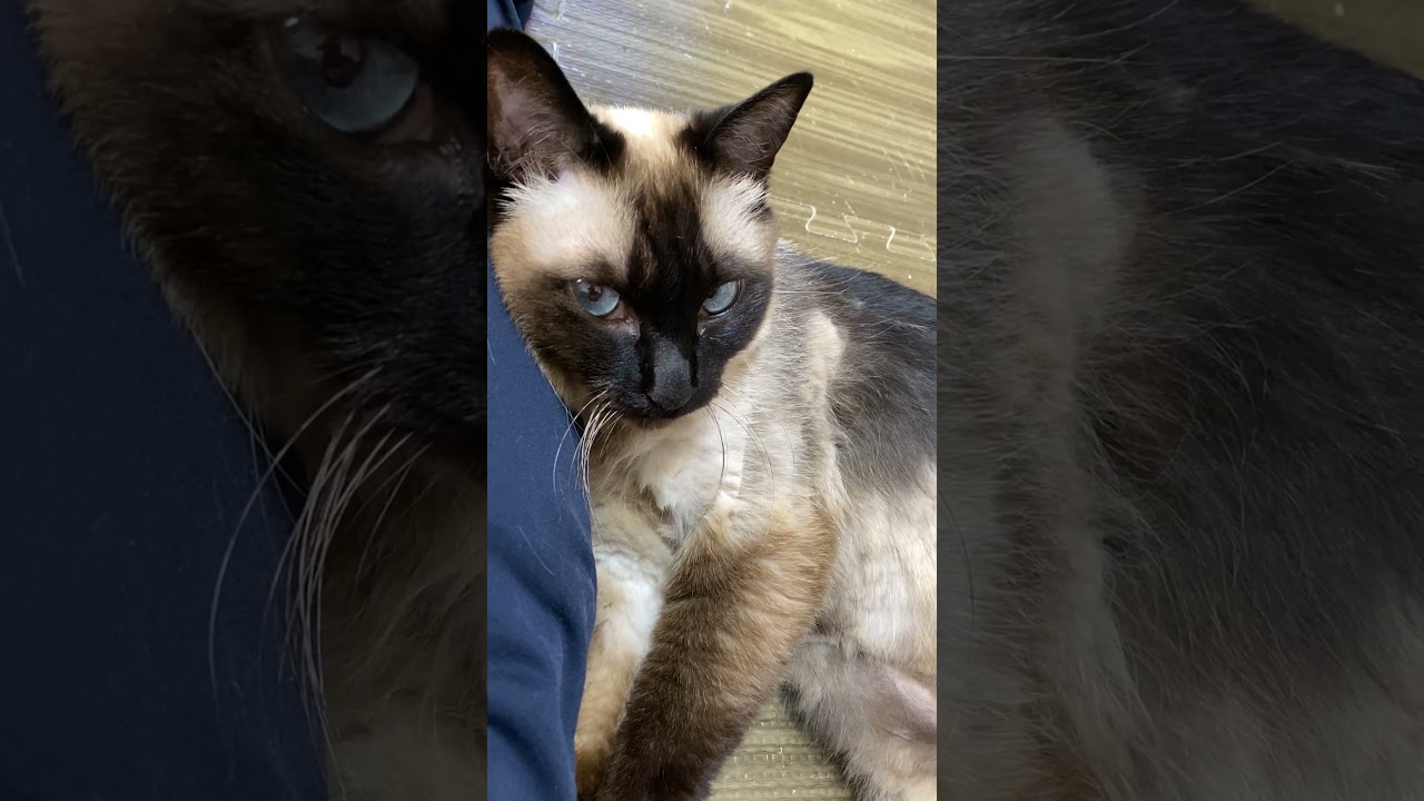 【2023.06.18】今日のシャム猫のふくさん（音無し）【たぬき猫】 #shorts