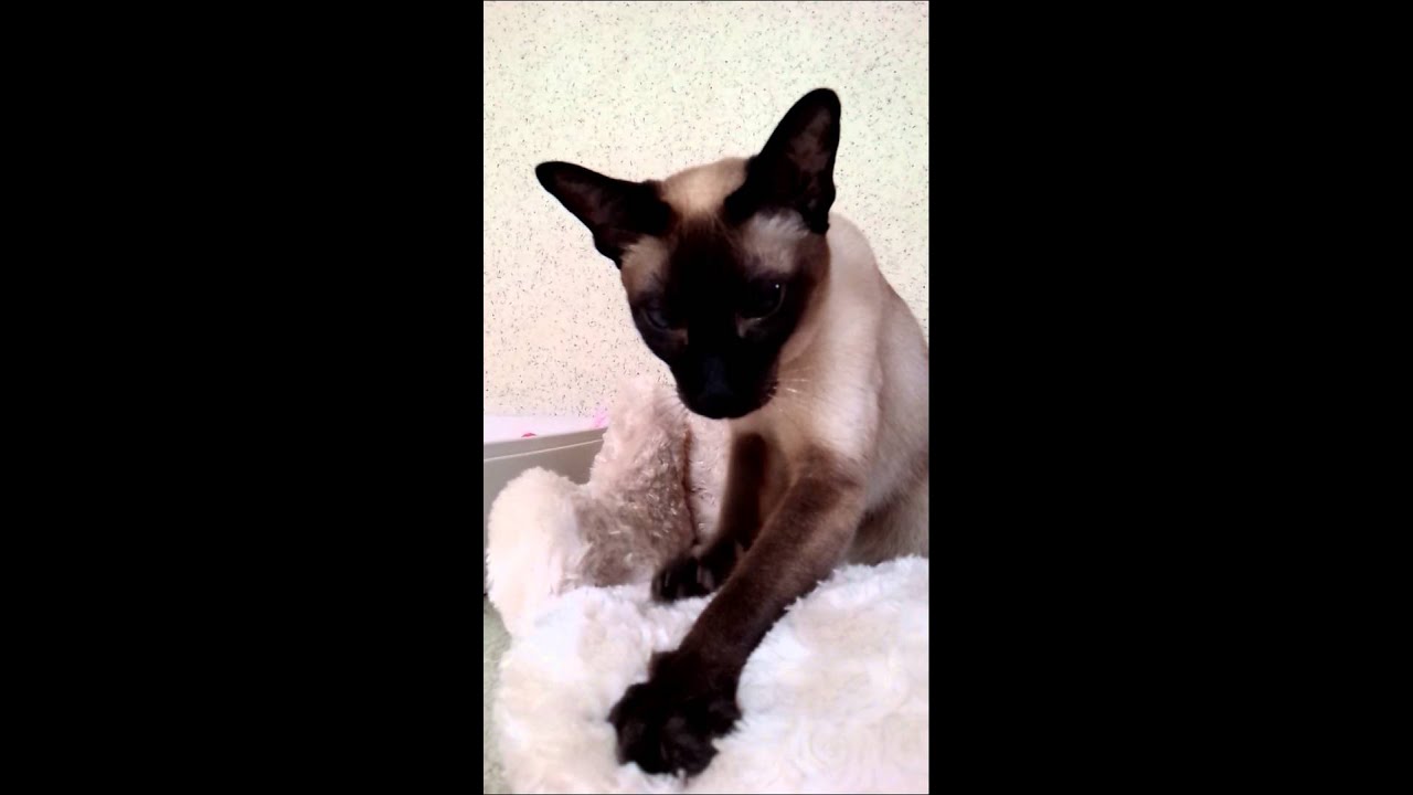 シャム猫ランちゃん《もむもむ♡》