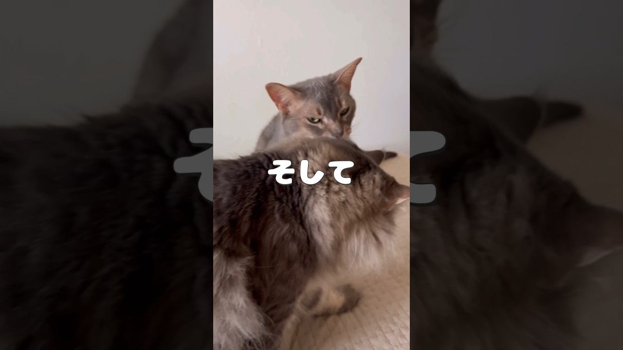 珍しいですよー #shorts #猫動画 #ノルウェージャンフォレストキャット #アビシニアン #cat #まな猫