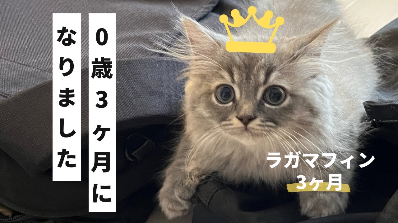 プレゼントに大興奮の子猫が可愛すぎました【ラガマフィンのつまみ】