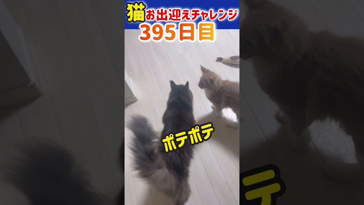 【メインクーン】猫お出迎えチャレンジ395日目 #猫 #かわいい #アリスさん