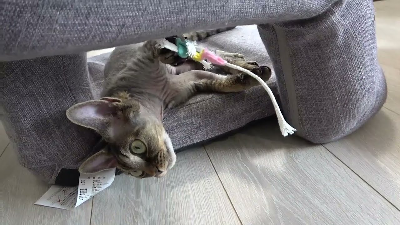デボンレックス子猫と歯磨き猫じゃらし(Devon Rex kitten and dental care toy)