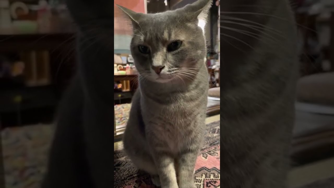 #風の猫　前を素通りしてゆくので..　名前を呼ぶと戻って来て..　用事がなさそうだと思ってまた向こうへ行く猫…　#shorts