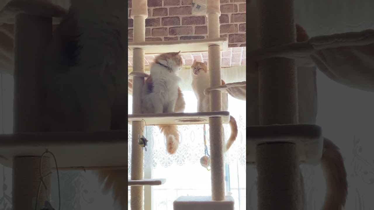 キャットタワーの上でボー #shorts  #猫 #アメリカンカール #cat