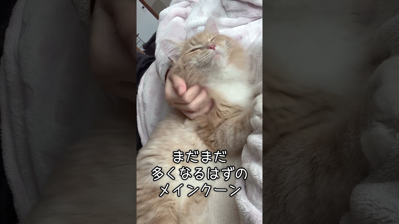 飼い主に甘えん坊な巨大メインクーンの子猫 #Shorts #子猫 #メインクーン  #猫