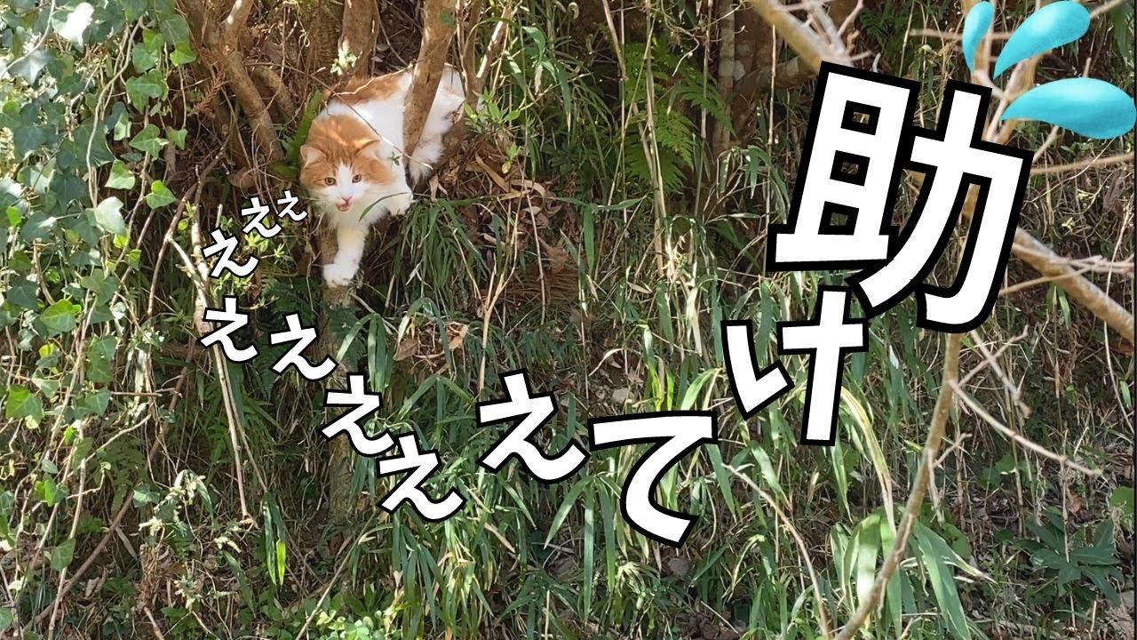 木から下りられない猫【ノルウェージャンフォレストキャット・サイベリアン・多頭飼い】