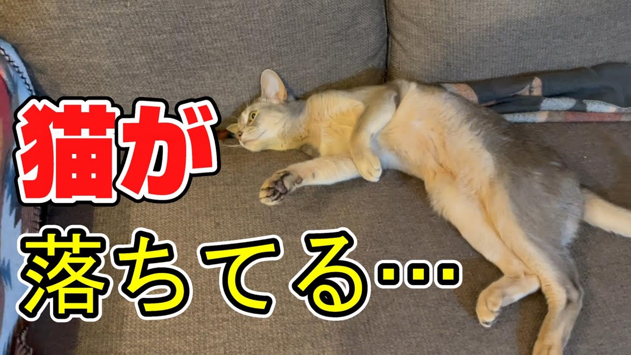 暑くなってくると色んなとこで落ちている猫アビたん♡
