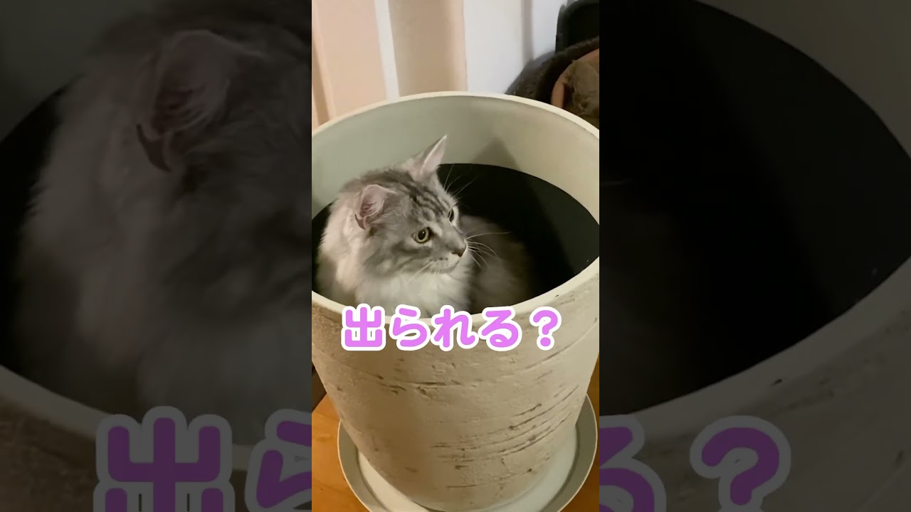 大きな植木鉢の中から飛び出す大型猫 #メインクーンのオス #shorts