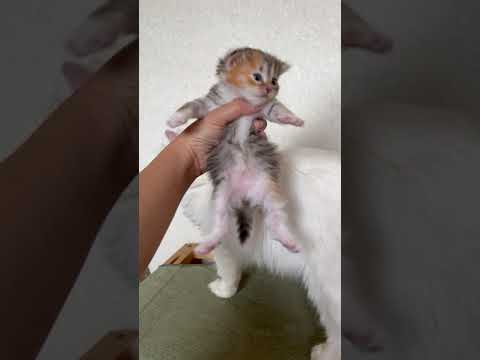 サイベリアン 両親外産✨世界チャンピオン血統🌏父チャンピオン ブラウンタビー（トリプルコート）