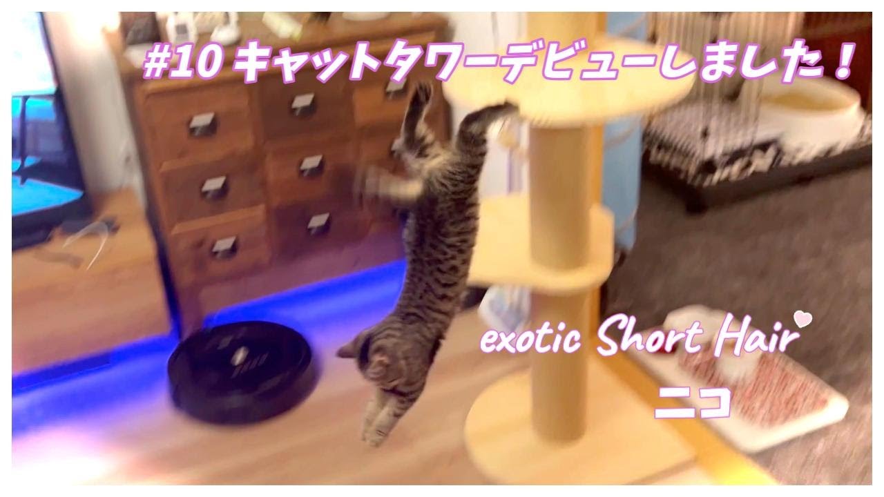 【エキゾチックショートヘア】#10 キャットタワーデビューしたけど下りるのが危なっかしい・・【キャットタワー】