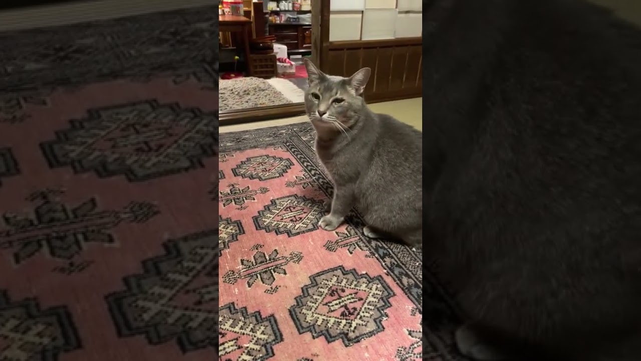 #風の猫　ずっとニャーニャ―鳴いていて..　近くに行くとすっかり鳴きやむ猫...　#shorts