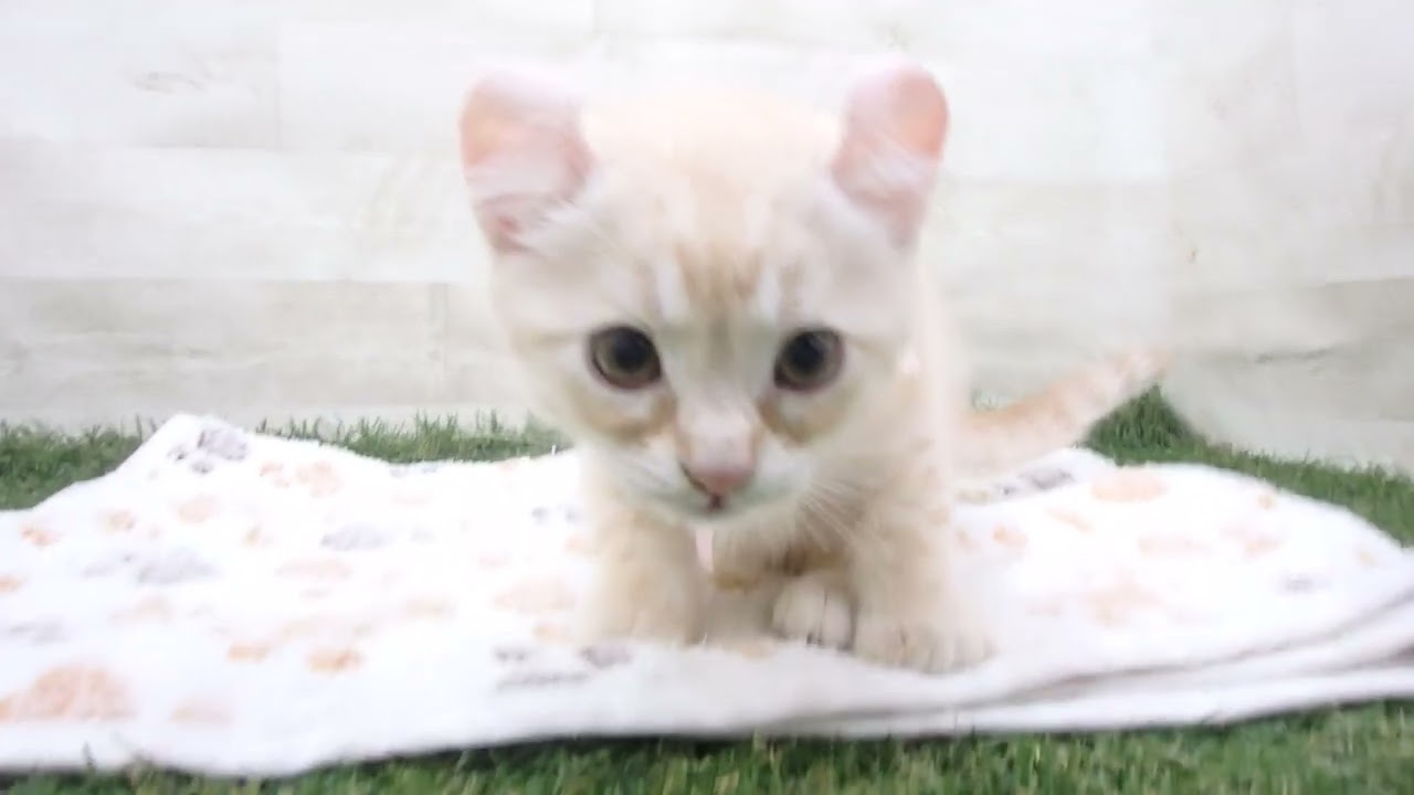 ペットショップcoo&riku No.00636993 アメリカンカール