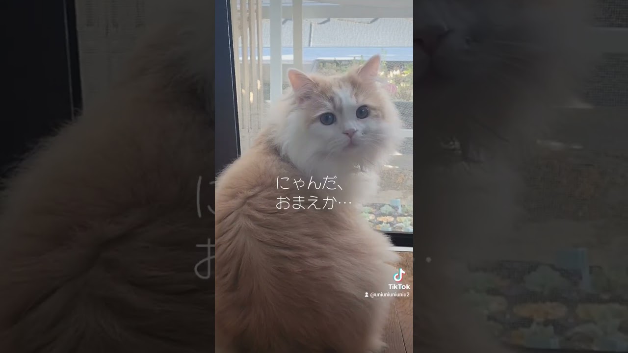 あからさまにガッカリする子猫 #cat #ラガマフィン #猫動画 #子猫 #shorts