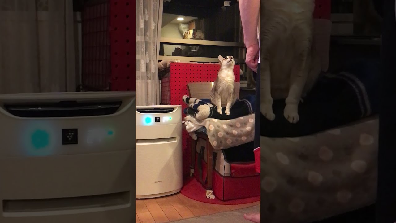 なでて欲しくて人間を呼びつけるシンガプーラなのにゃ♪