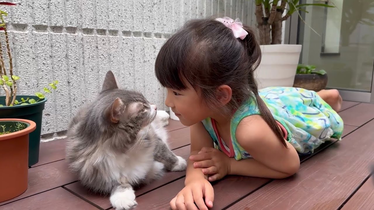 庭の手入れもチェックしたい猫　ノルウェージャンフォレストキャットA cat who cares about garden maintenance. Norwegian Forest Cat.