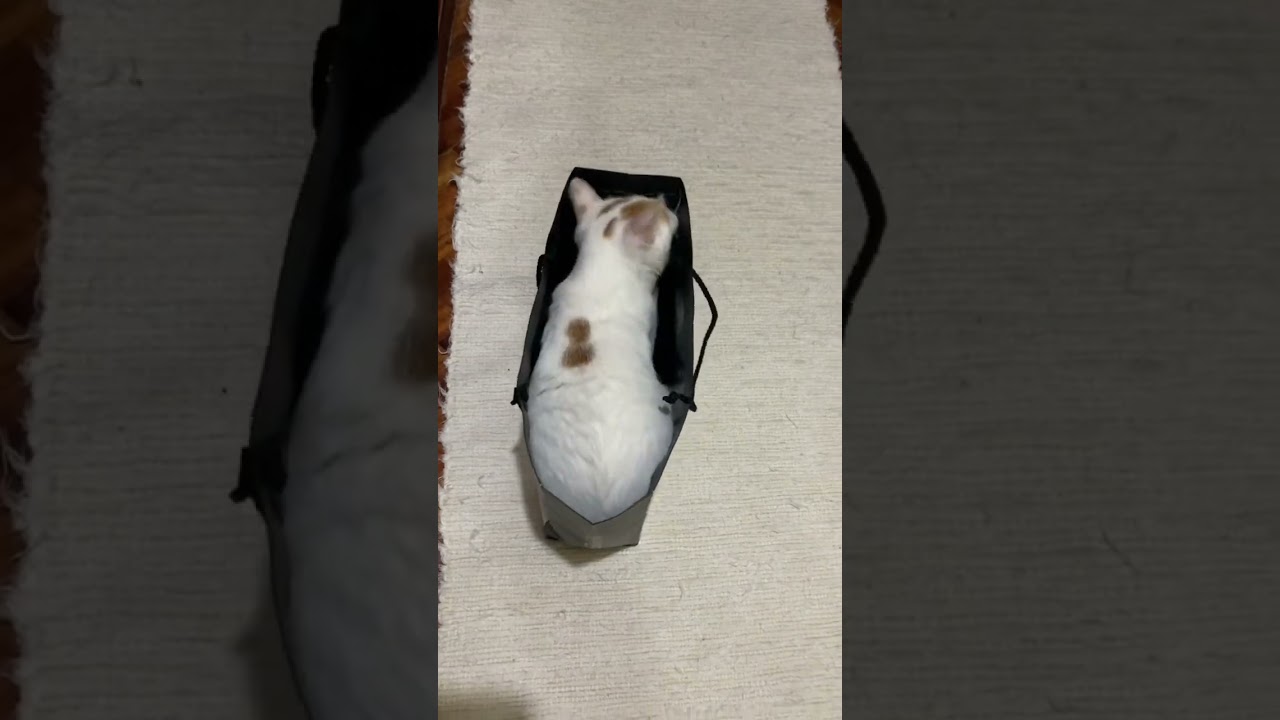 Japanese BOBTAIL’s PLAYFUL ANTICS