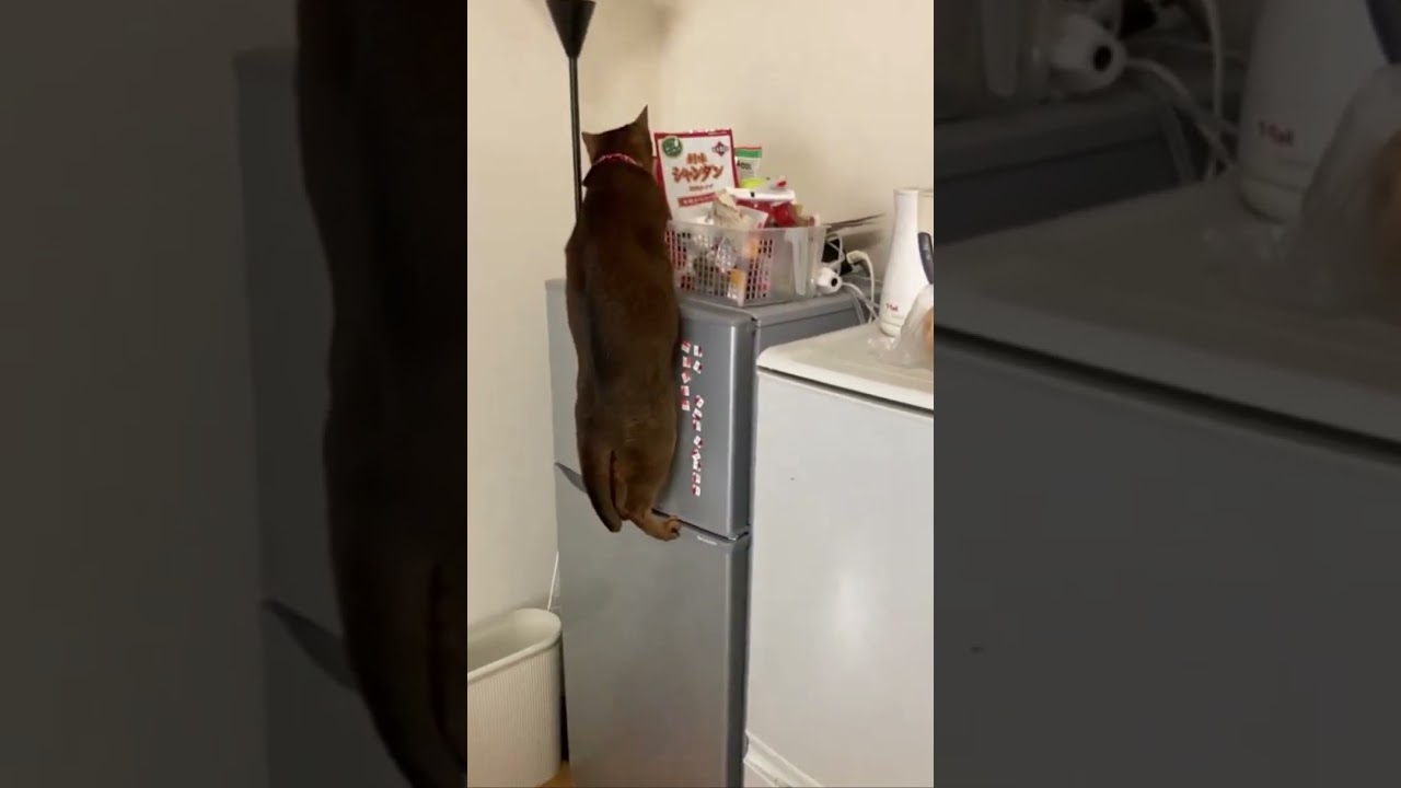 冷蔵庫を開ける猫。Abyssinian cat open the fridge.